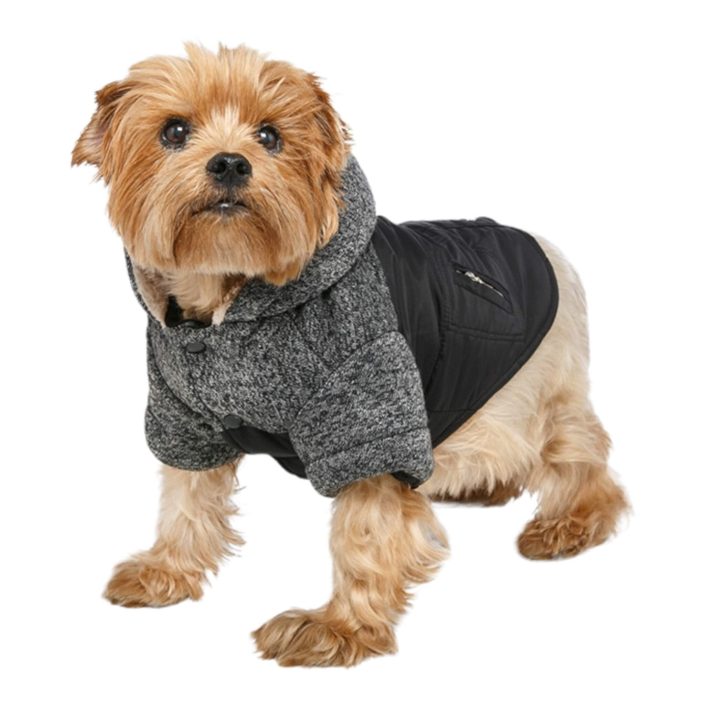 Yorkie models the stylish Cheviot Tweed Trimmed Dog Parka