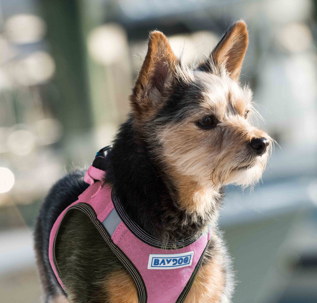 Yorkie wears Liberty Bay Dog Harness in Pink Lemonade