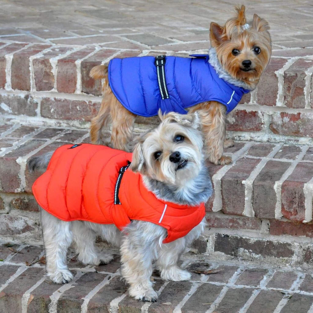 Small breed dogs model Alpine Extreme Weather Puffer Dog Coats in Navy and Orange
